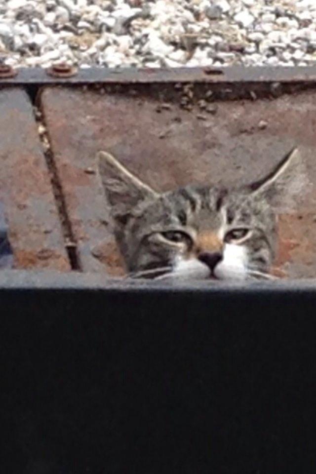 Huskat Charlie  billede 8