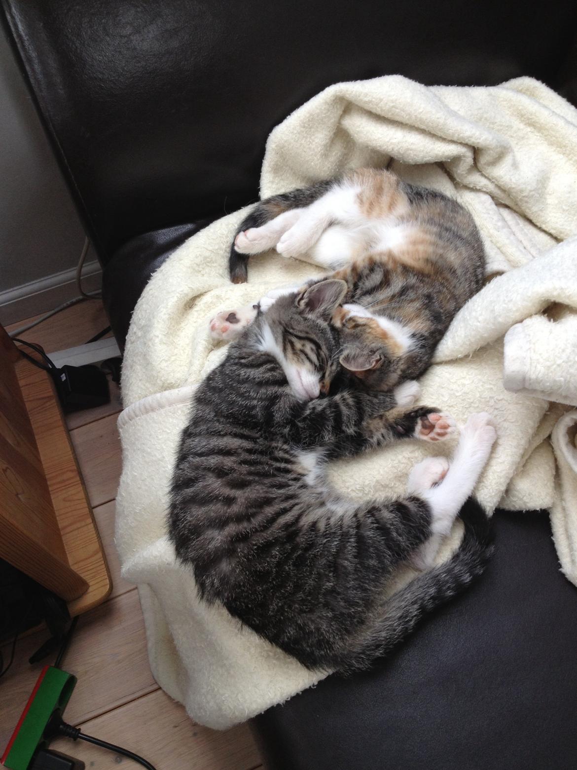 Huskat Charlie  billede 9