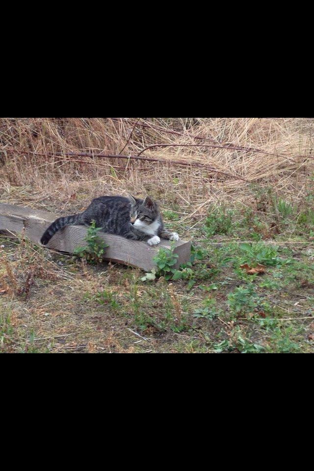 Huskat Charlie  billede 10