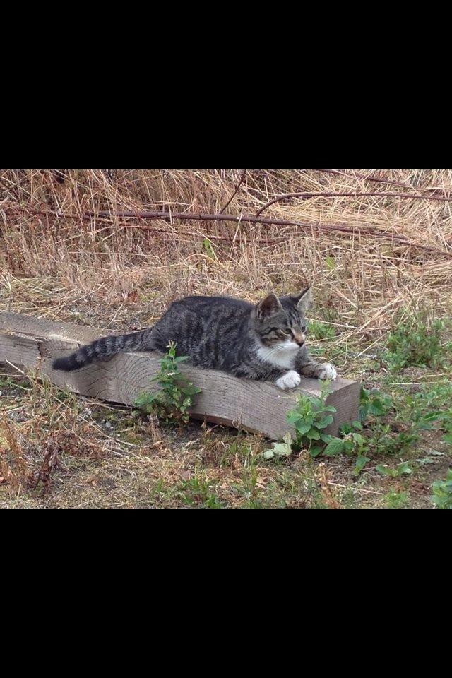 Huskat Charlie  billede 11