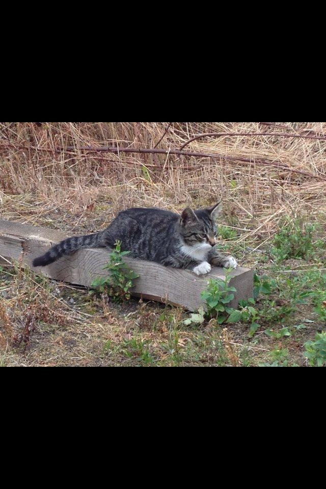 Huskat Charlie  billede 12