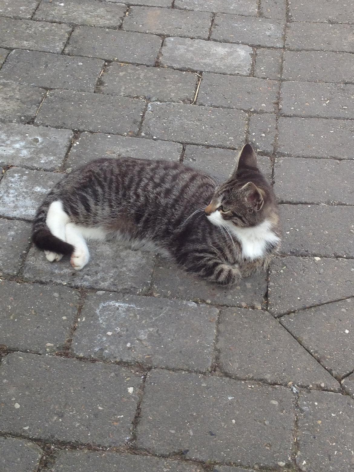 Huskat Charlie  billede 13