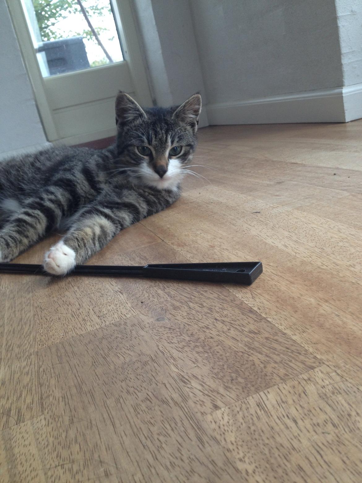 Huskat Charlie  billede 15