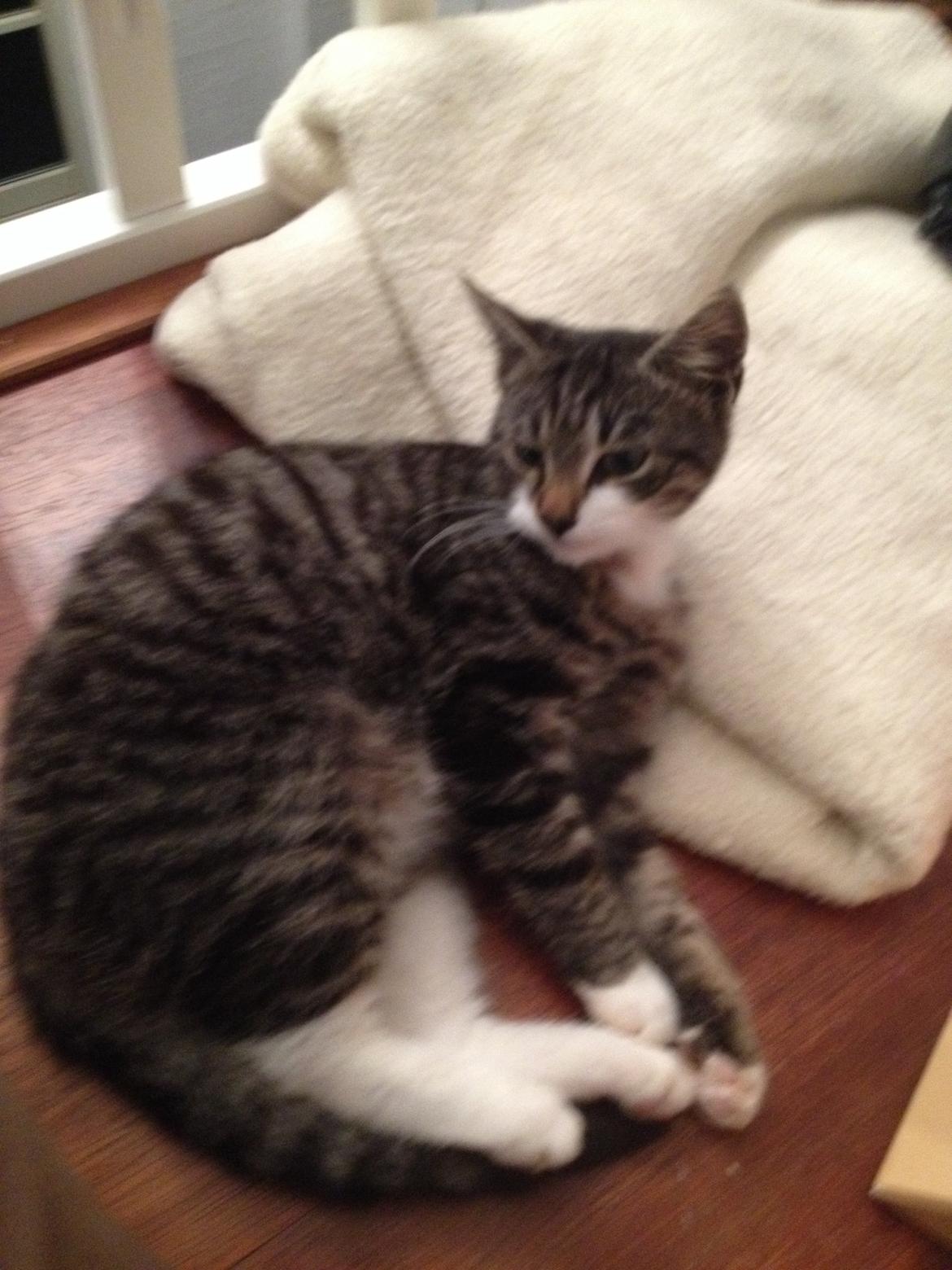 Huskat Charlie  billede 16