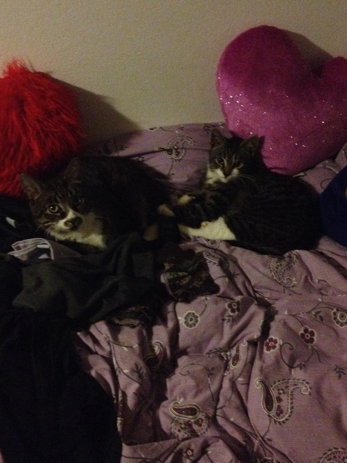 Huskat Charlie  billede 17