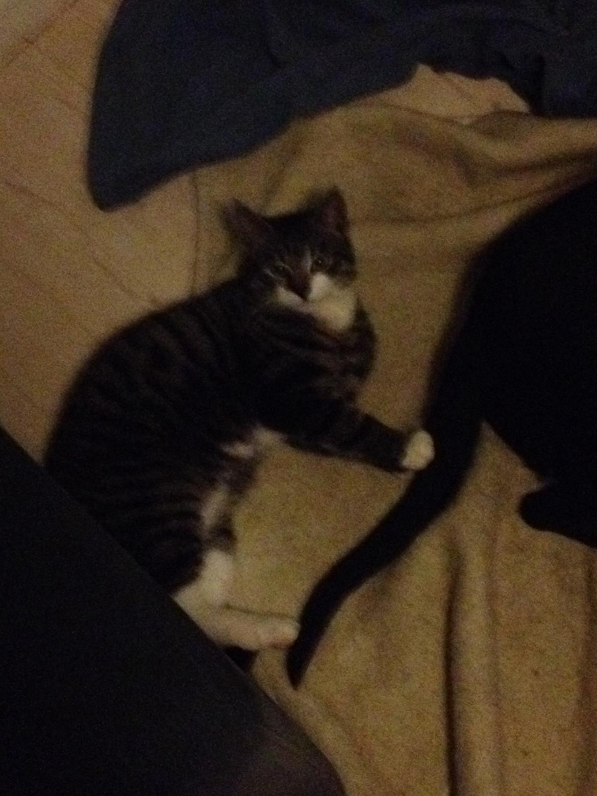 Huskat Charlie  billede 18