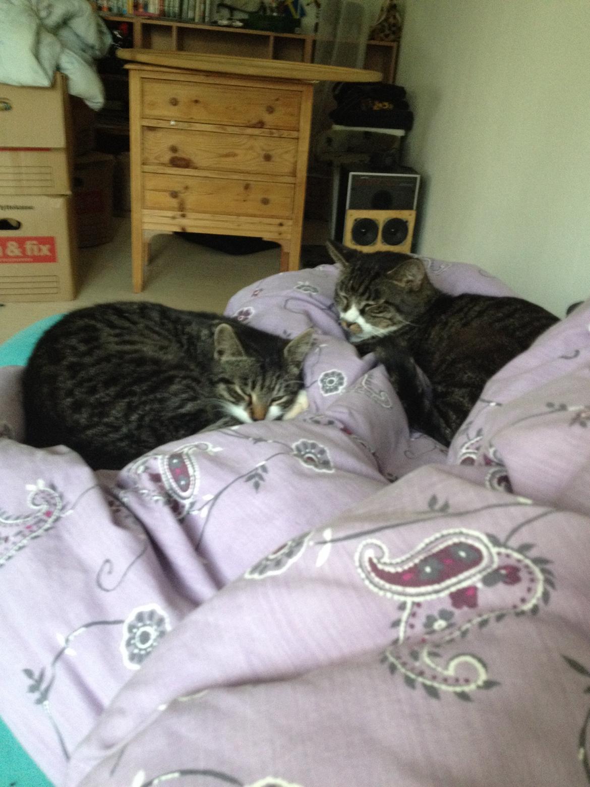 Huskat Charlie  billede 19