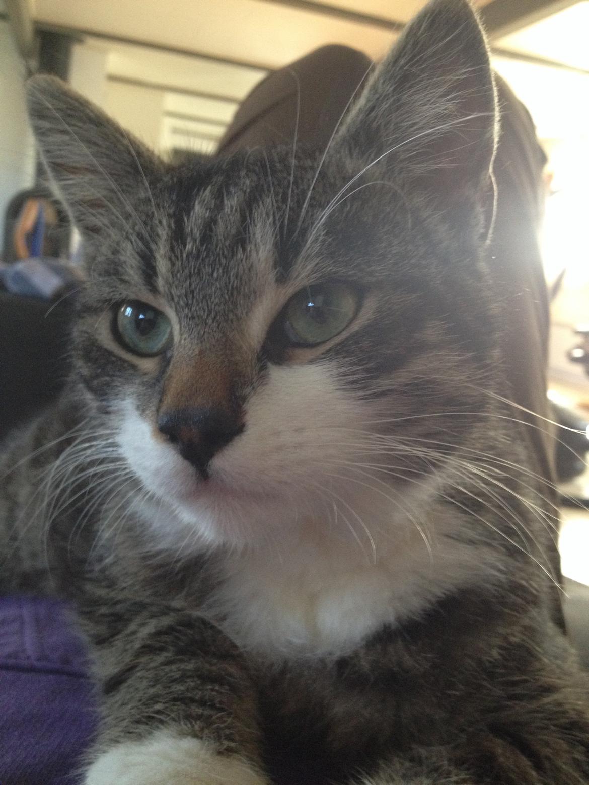 Huskat Charlie  billede 20