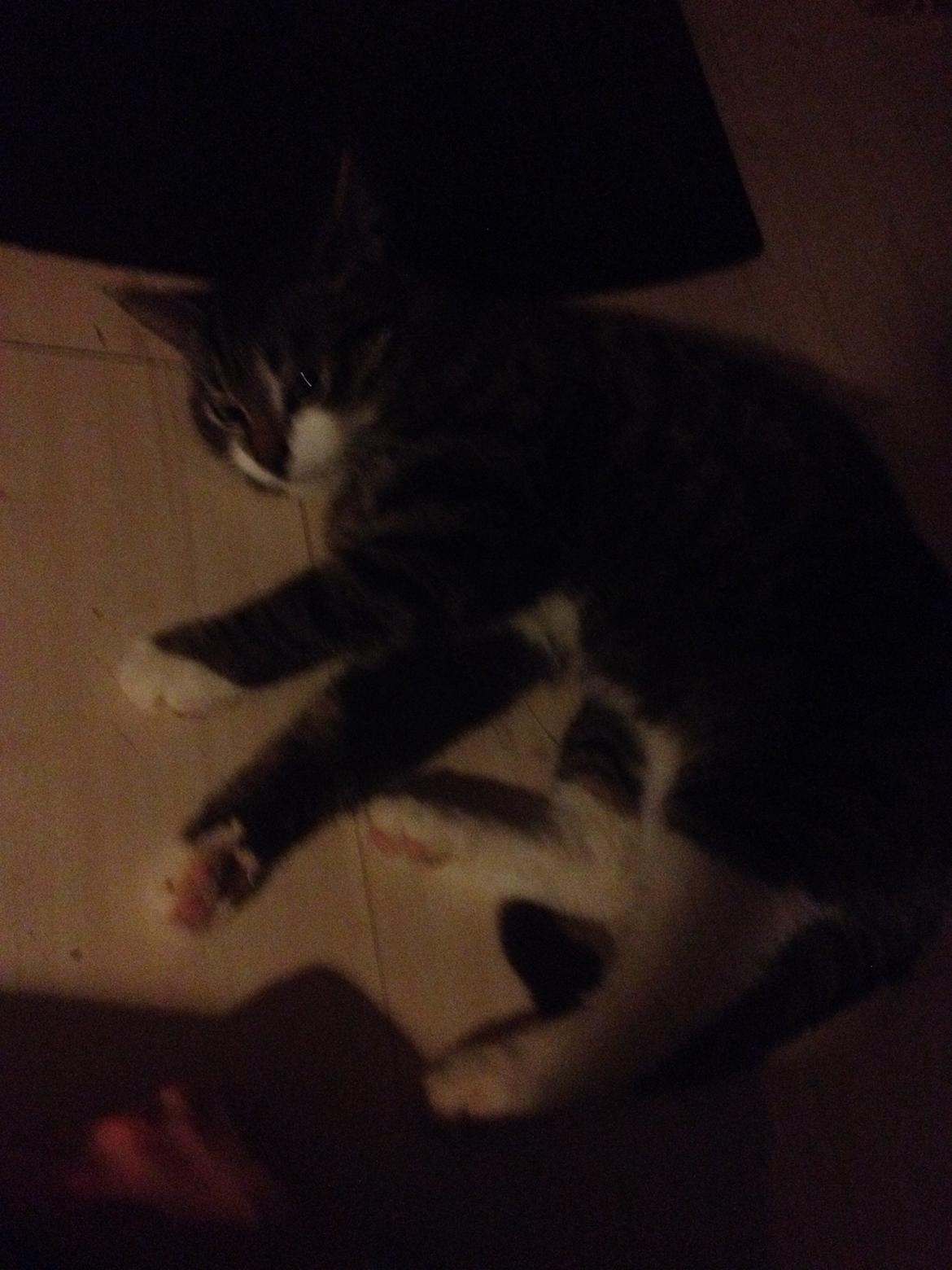 Huskat Charlie  billede 21