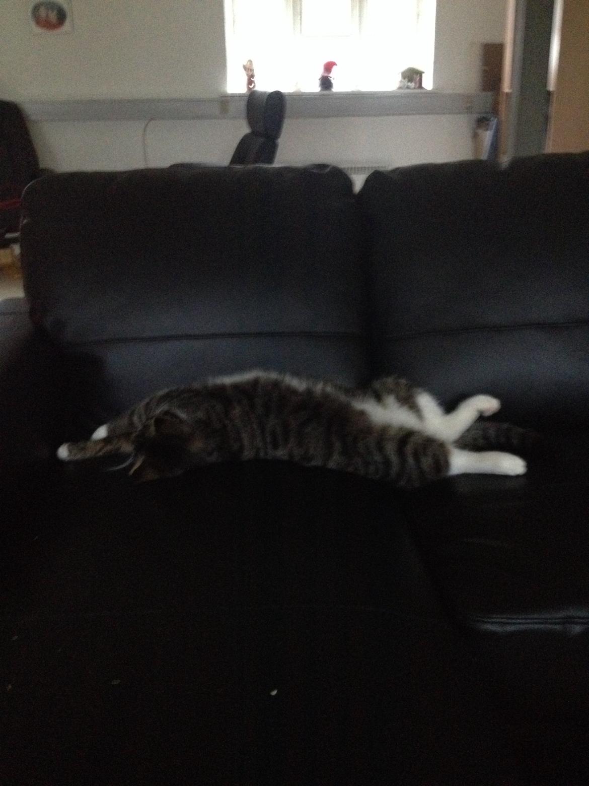 Huskat Charlie  billede 22