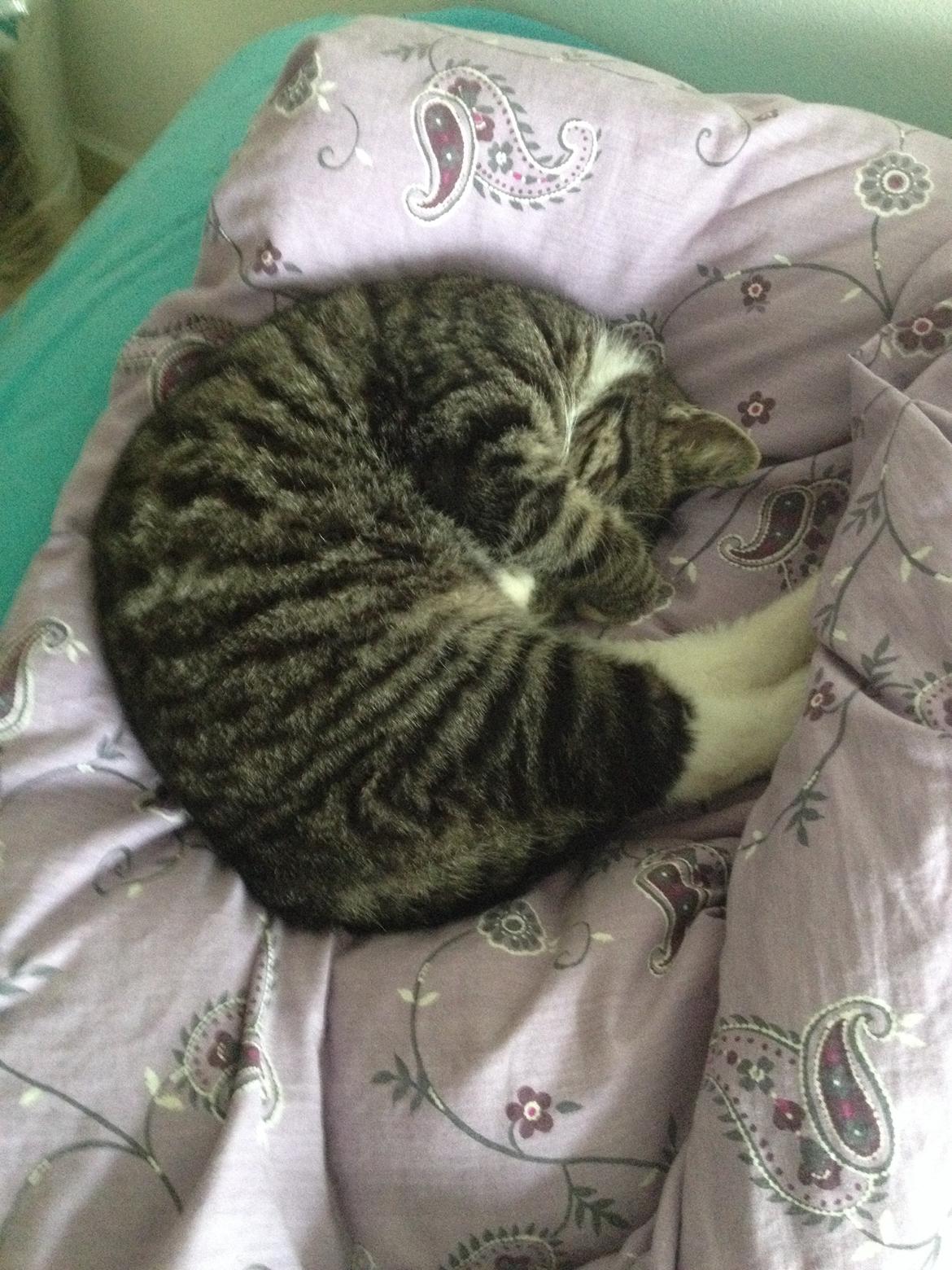 Huskat Charlie  billede 23