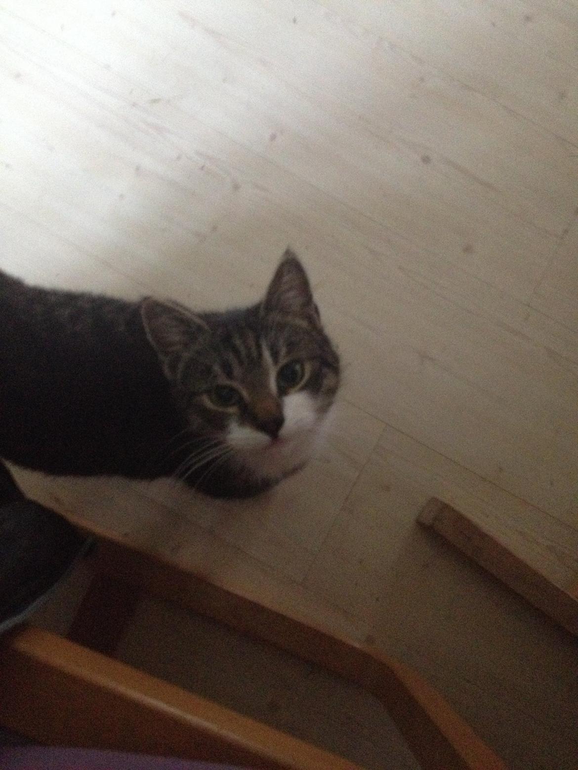 Huskat Charlie  billede 24