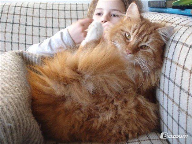 Norsk Skovkat Bakkegaardens Ginger billede 6