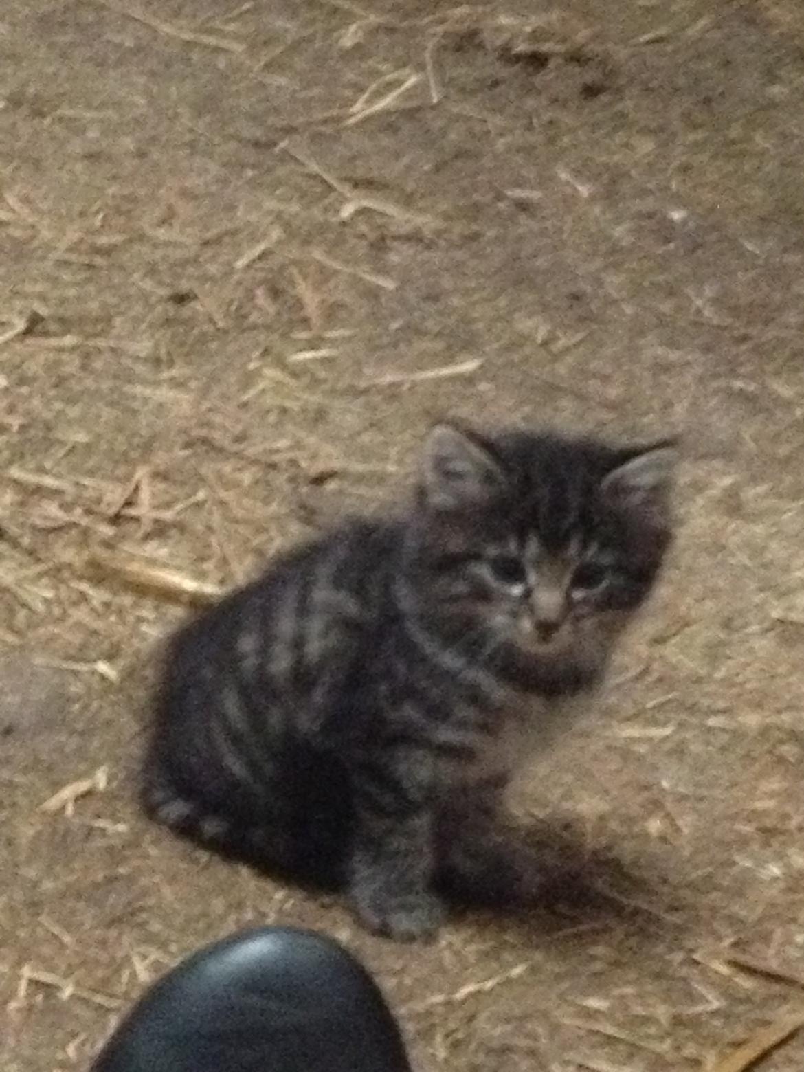 Blanding af racer Ulle billede 15