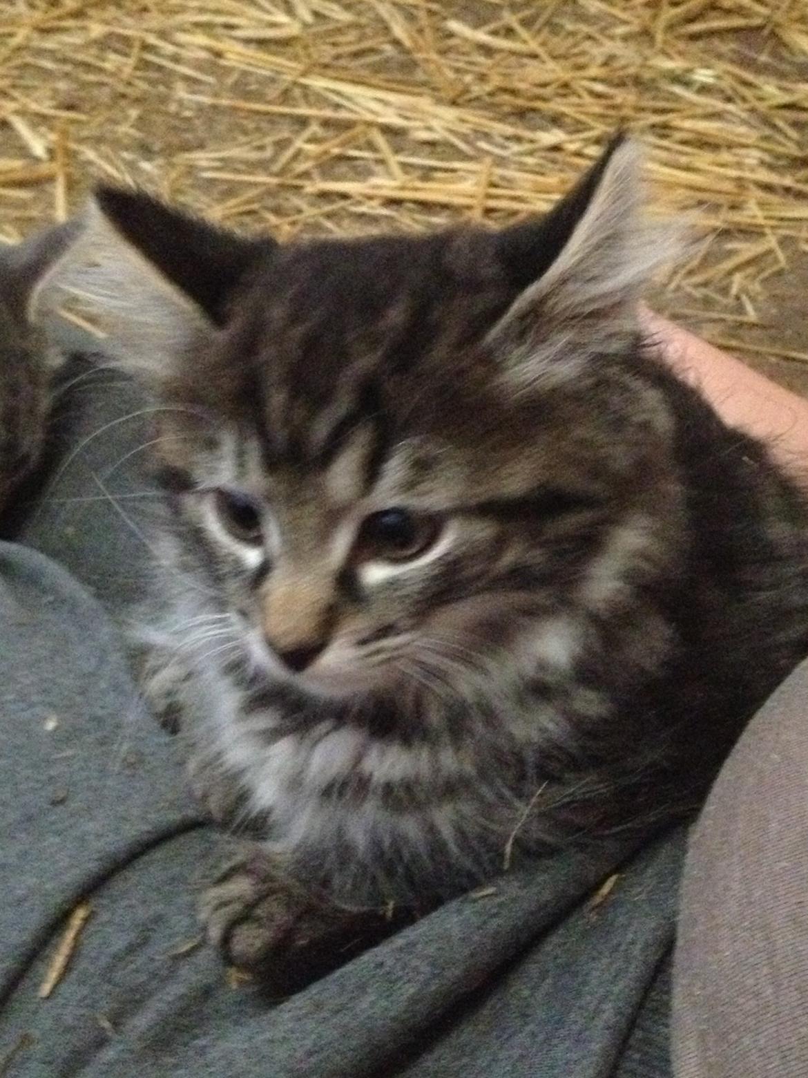 Blanding af racer Ulle billede 16