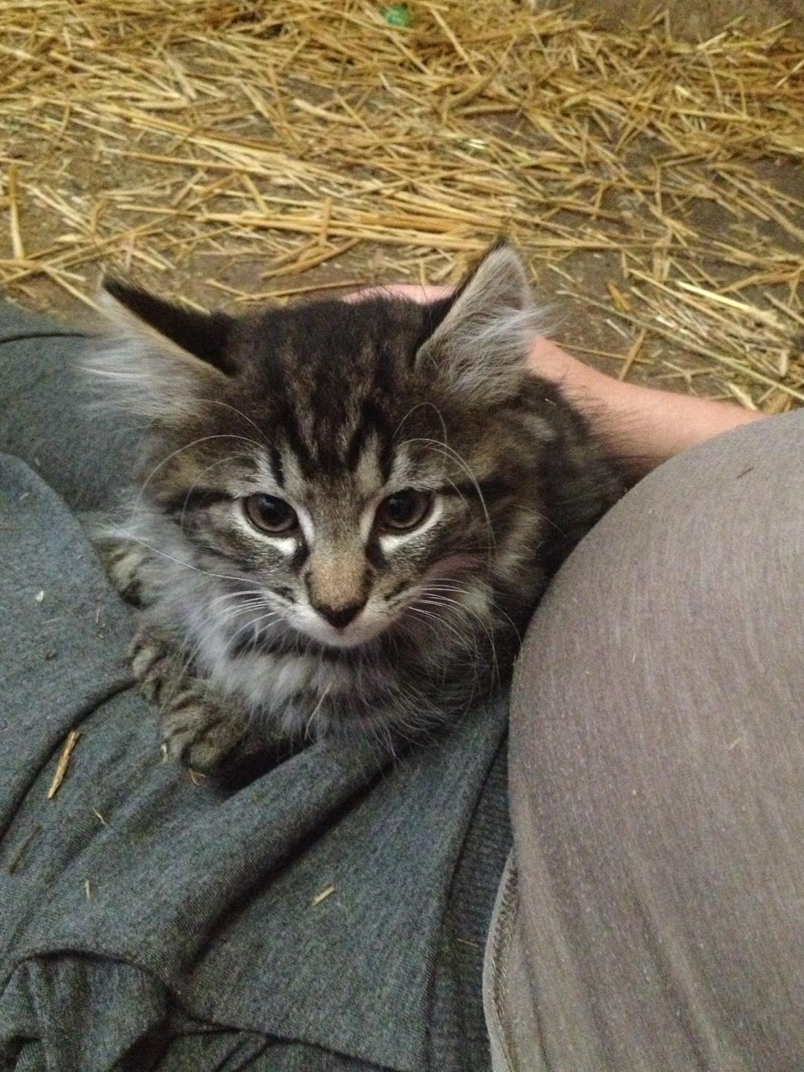 Blanding af racer Ulle billede 17