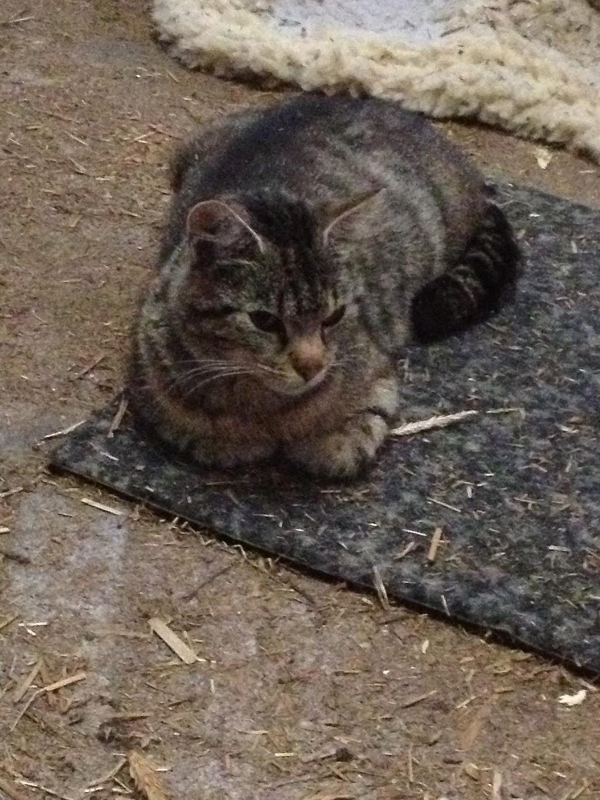 Blanding af racer Julle billede 8