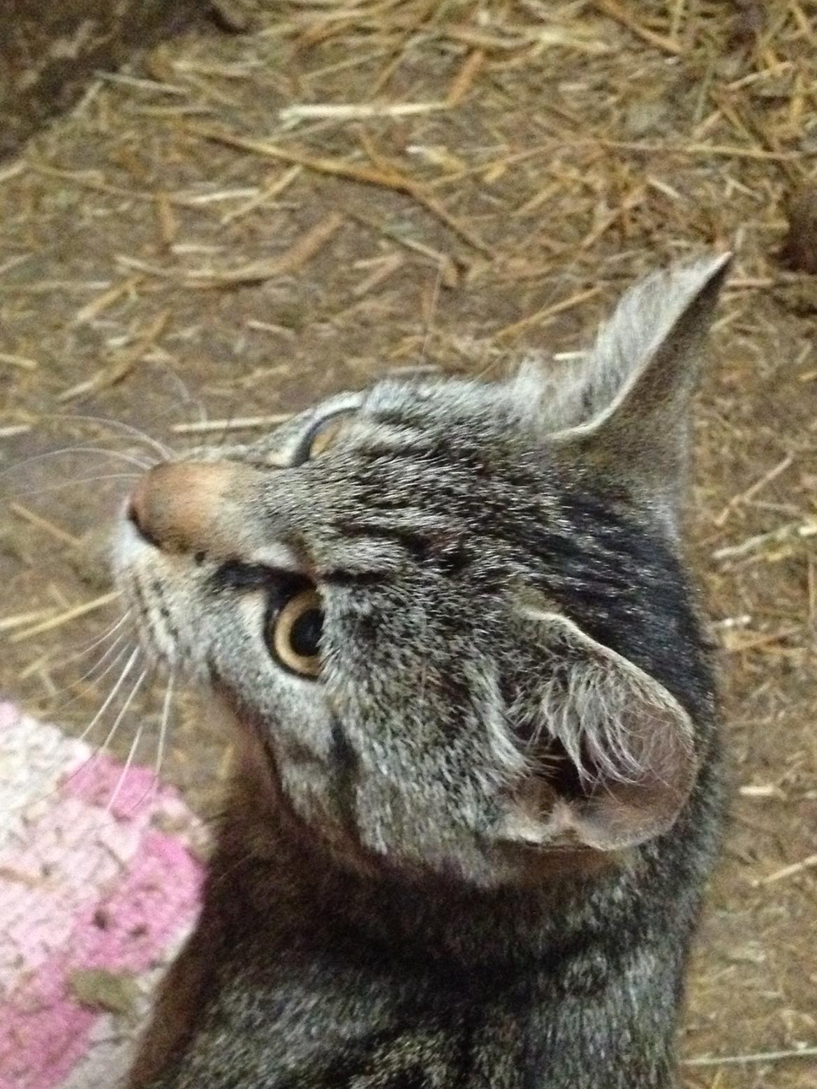 Blanding af racer Julle billede 9