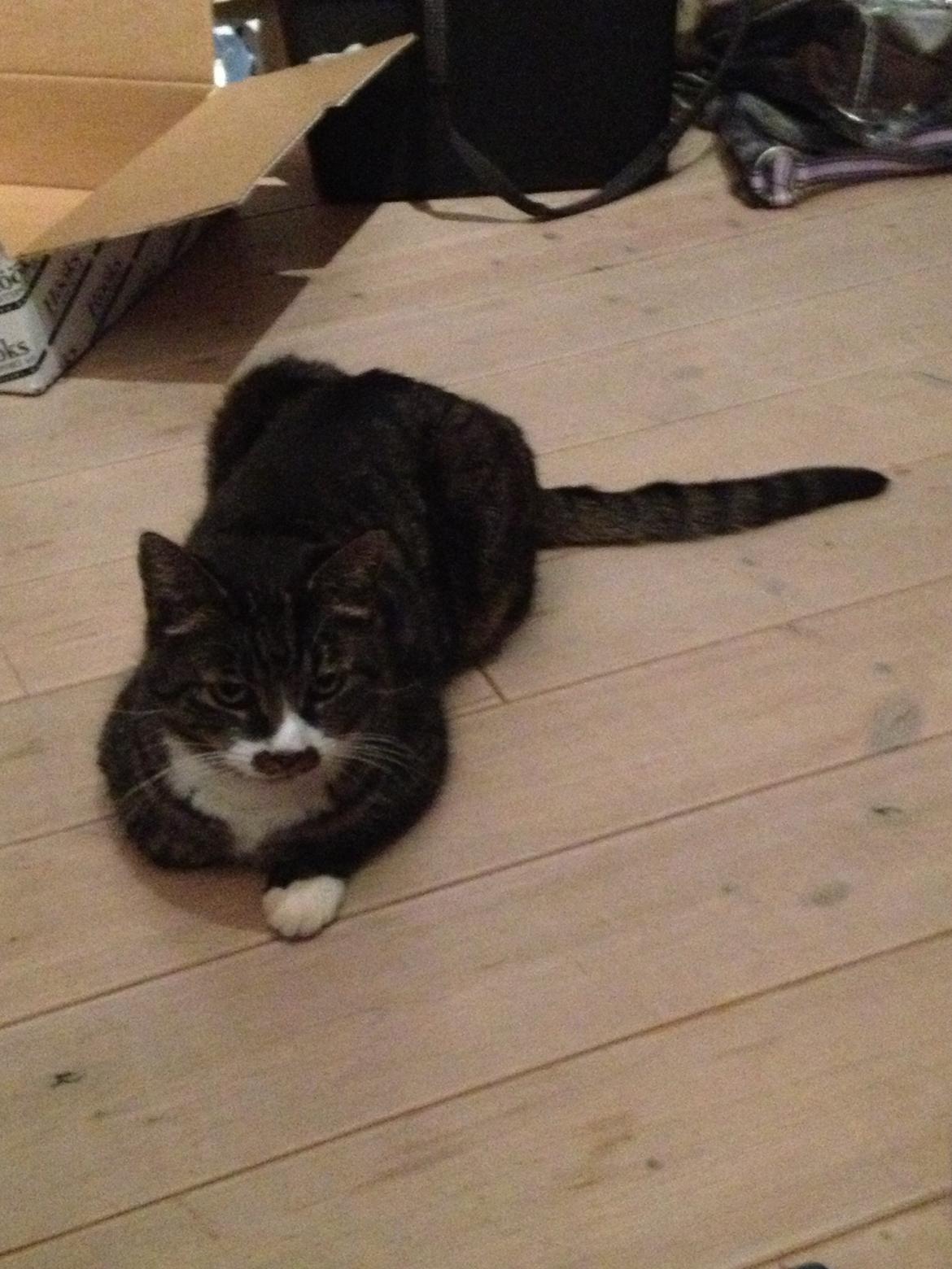 Huskat Jerry *RIP* <3  billede 30