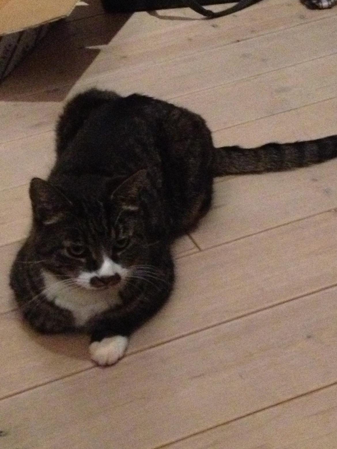 Huskat Jerry *RIP* <3  billede 31