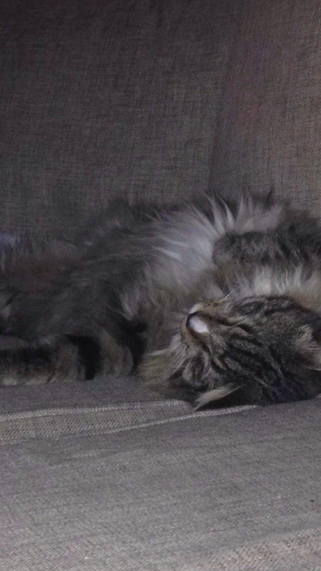 Maine Coon Vuk billede 27