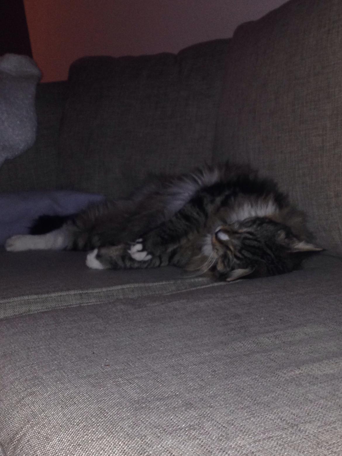 Maine Coon Vuk billede 28