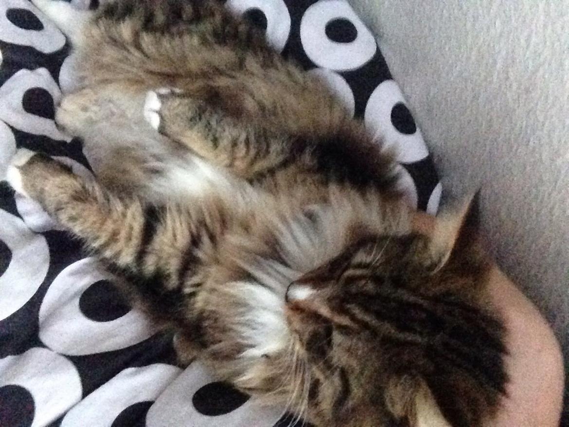 Maine Coon Vuk billede 29