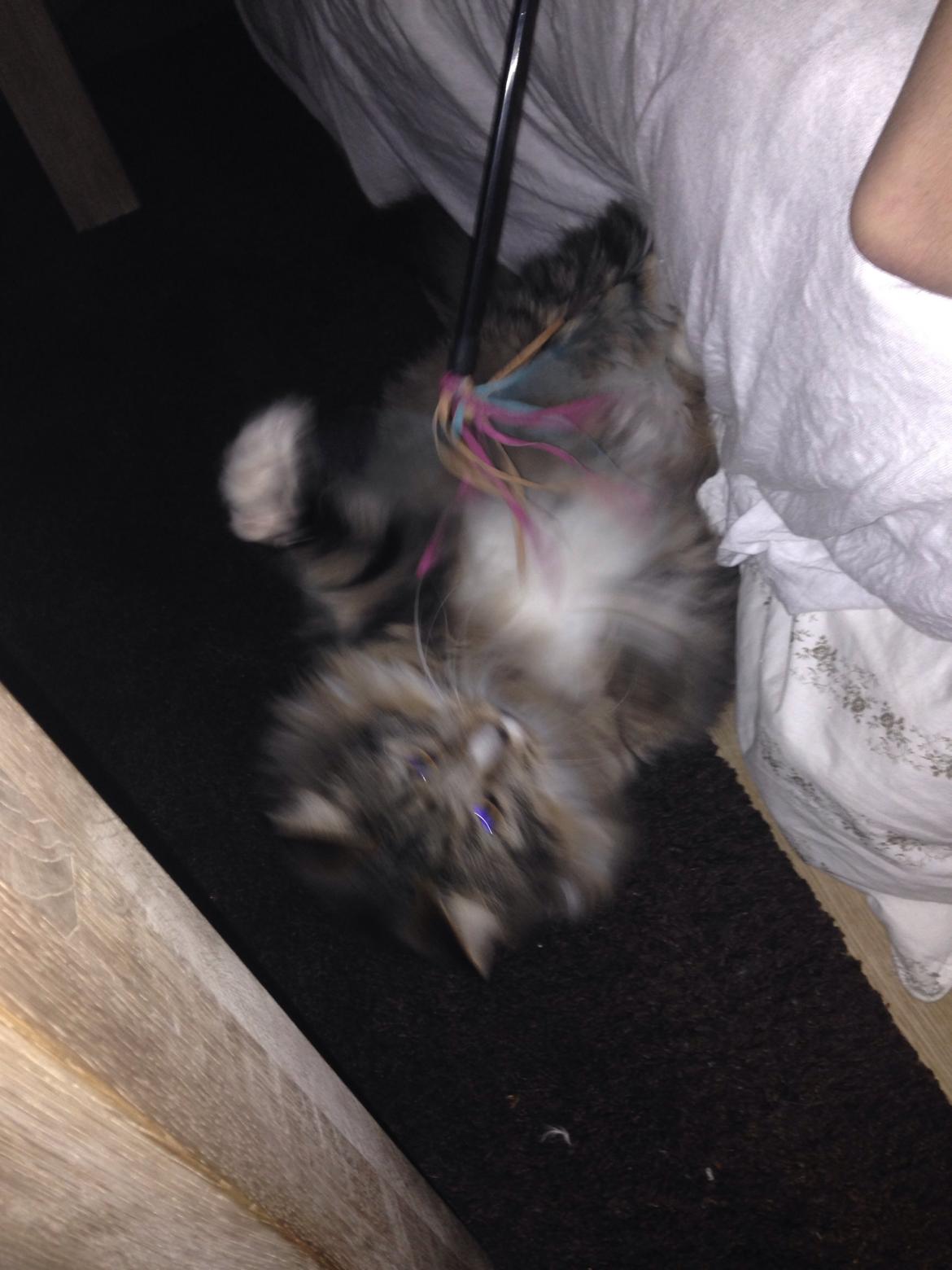 Maine Coon Vuk billede 30