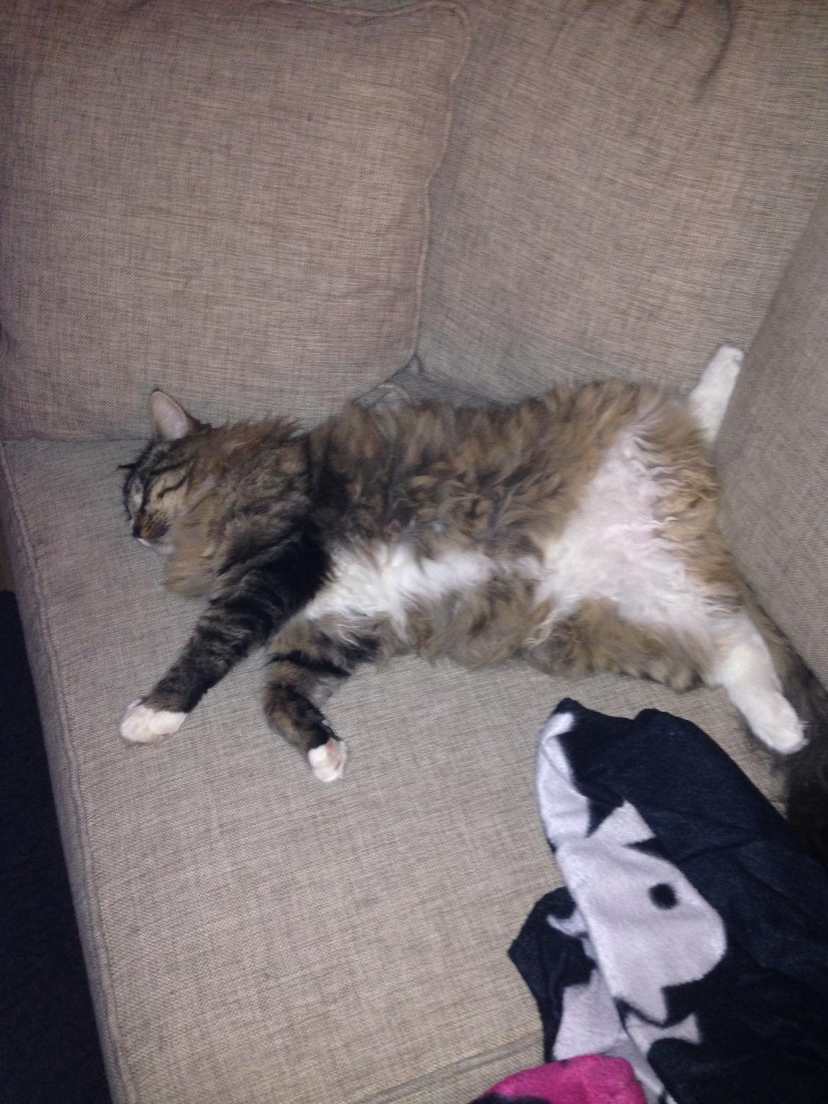 Maine Coon Vuk billede 31