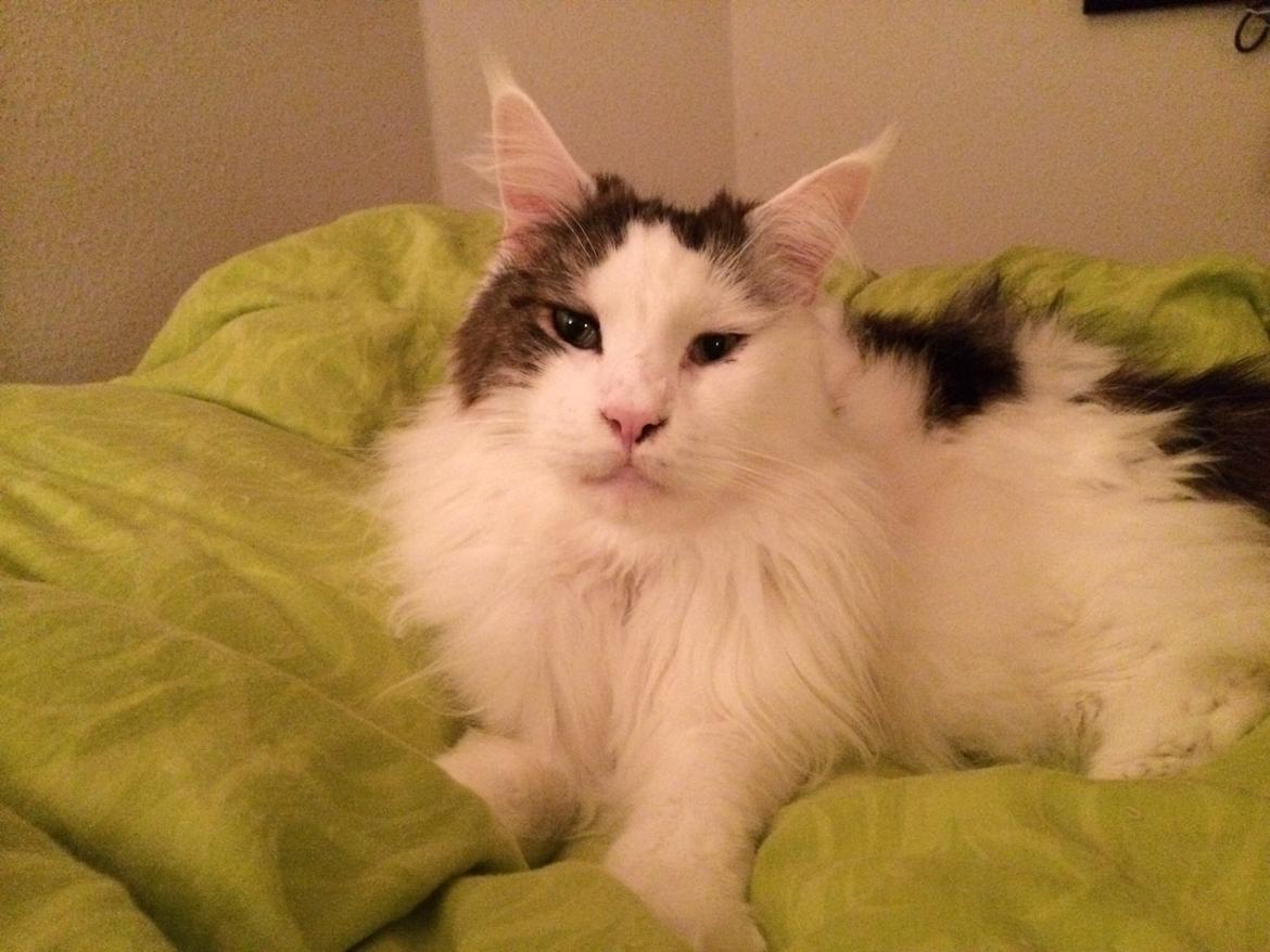 Maine Coon Sheercoons Ozzy billede 18