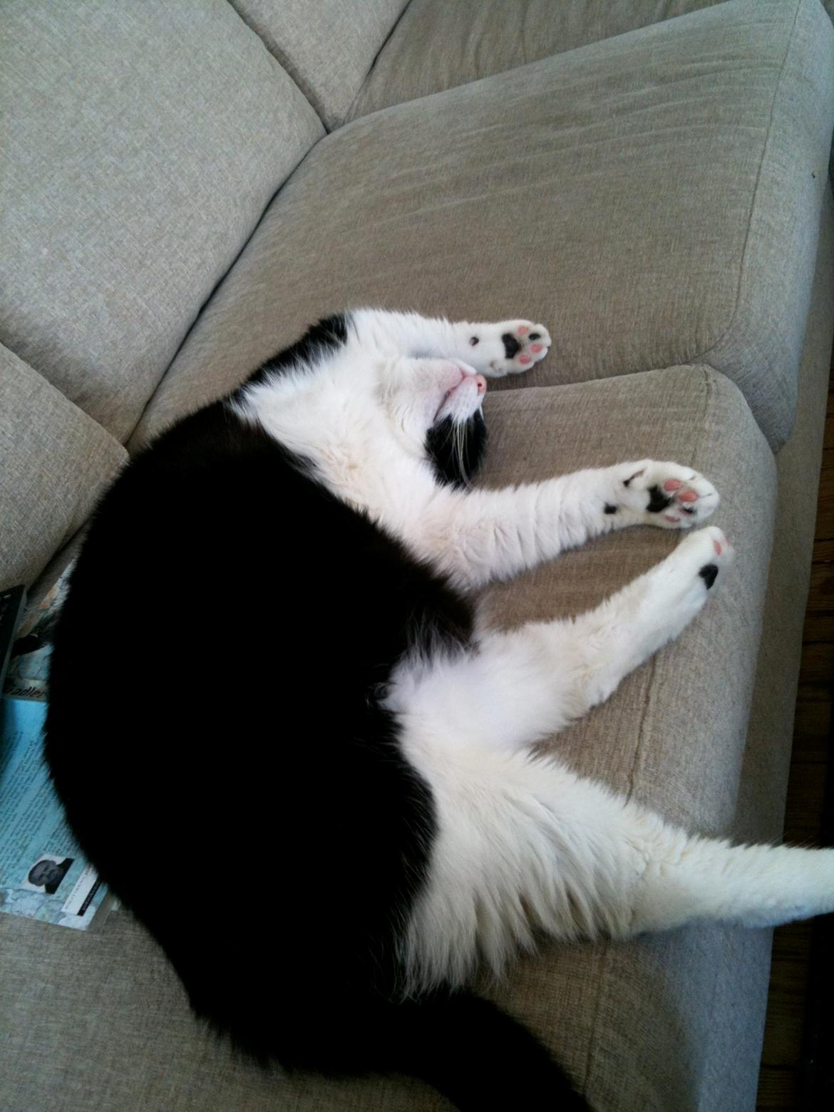 Huskat Arnold aka Kong fu Panda billede 11