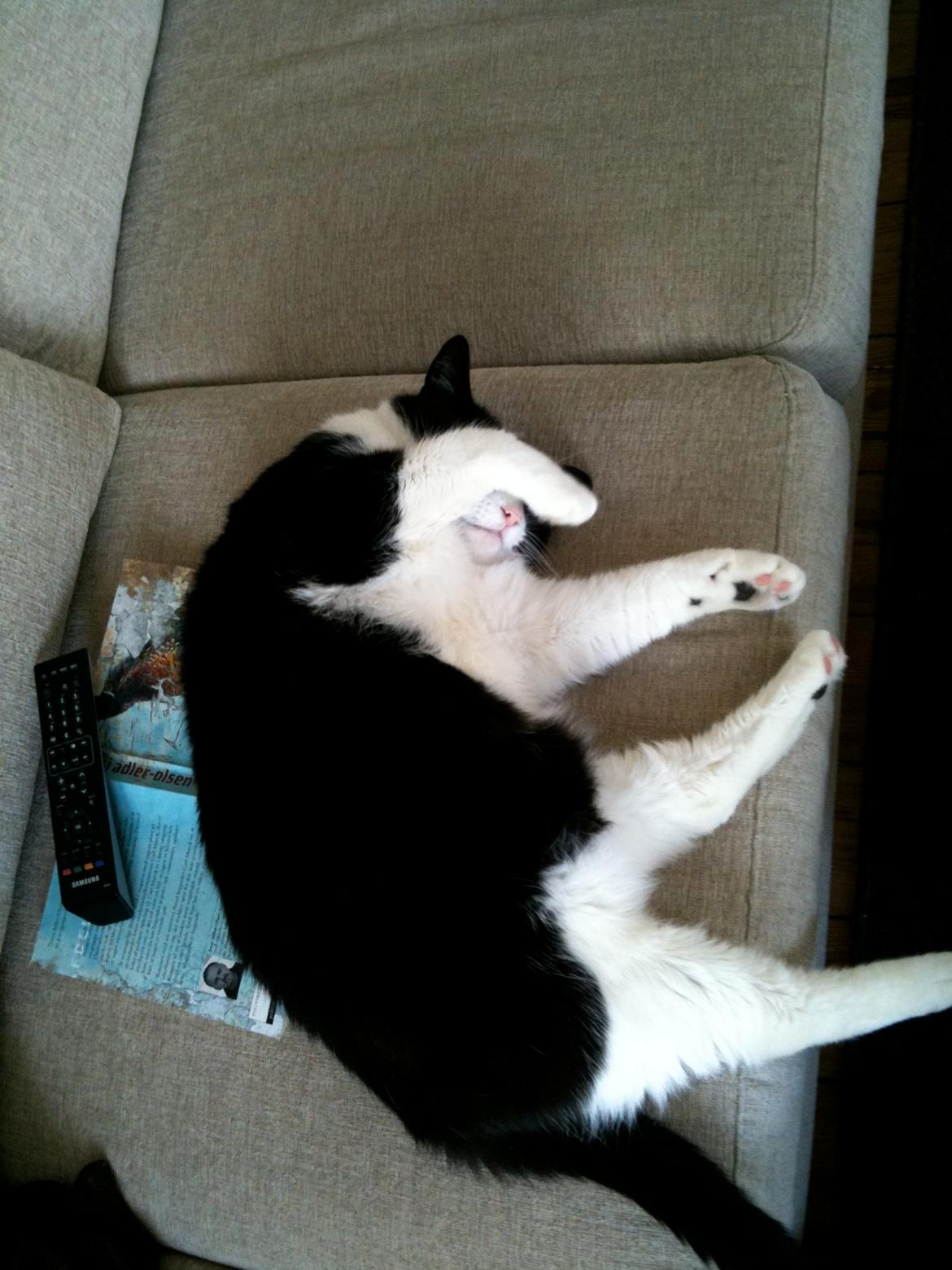 Huskat Arnold aka Kong fu Panda billede 13