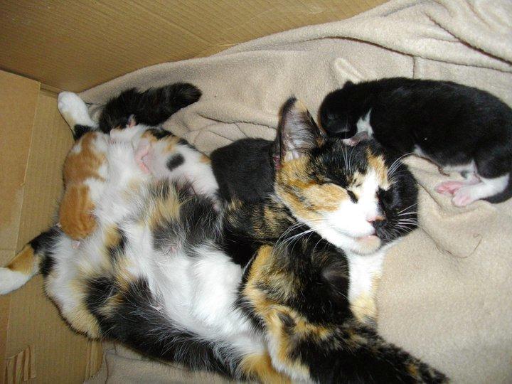 Huskat Tippi (Mormis) [Himmelkat] - Da hun havde killinger første og sidste gang <3 *En af hendes killinger kan ses i mit galleri* billede 20