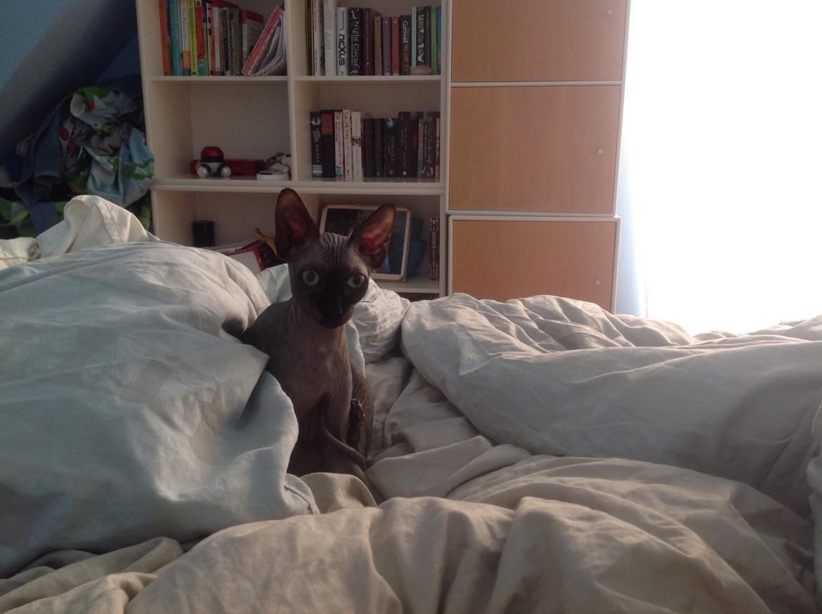 Don Sphynx Lakrids billede 7