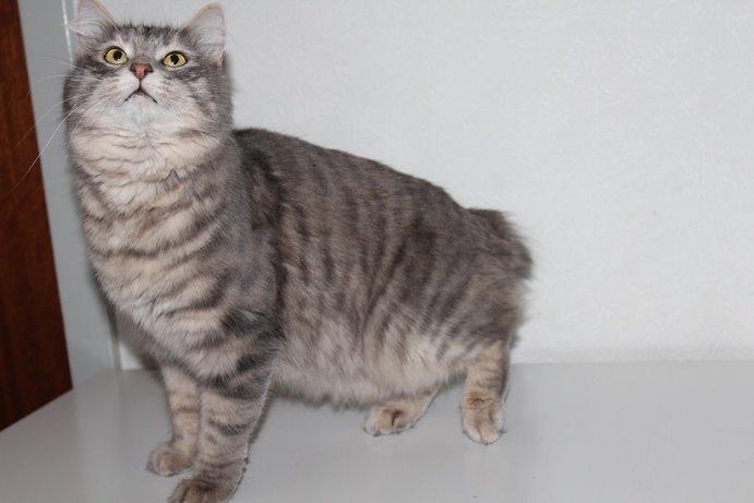 Kurilean Bobtail Stella - IC. Stella Zolotaya Seredina RU billede 1