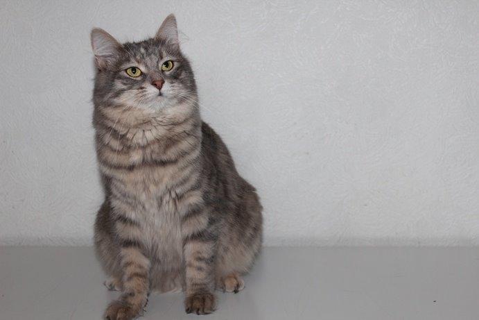 Kurilean Bobtail Stella - IC. Stella Zolotaya Seredina RU billede 3