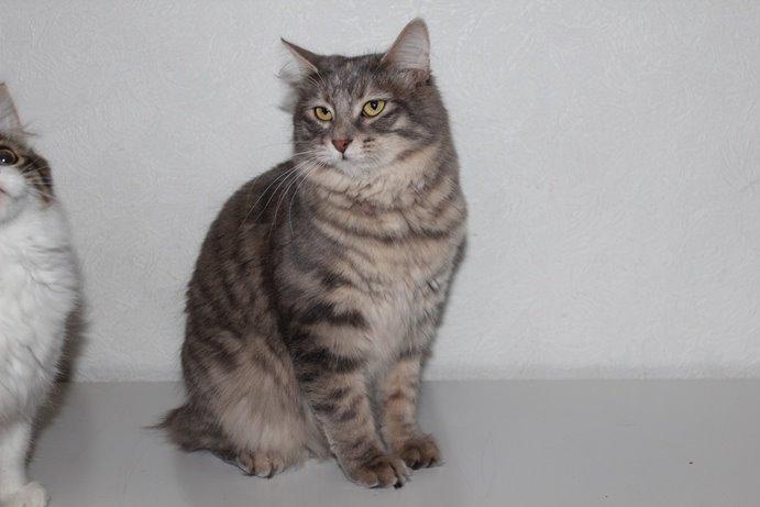 Kurilean Bobtail Stella - IC. Stella Zolotaya Seredina RU billede 4