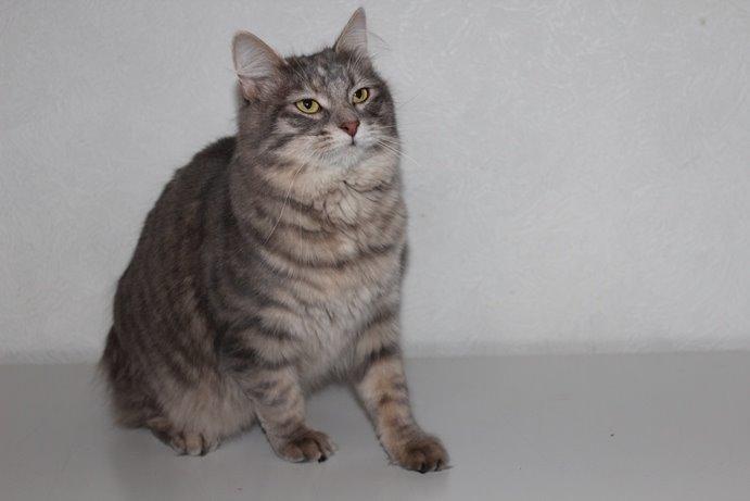 Kurilean Bobtail Stella - IC. Stella Zolotaya Seredina RU billede 12