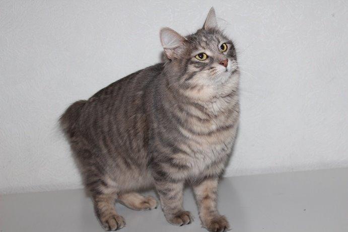 Kurilean Bobtail Stella - IC. Stella Zolotaya Seredina RU billede 2