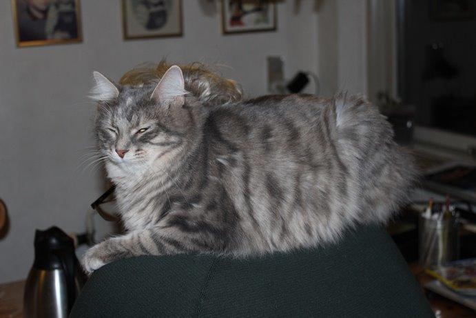 Kurilean Bobtail Stella - IC. Stella Zolotaya Seredina RU billede 5