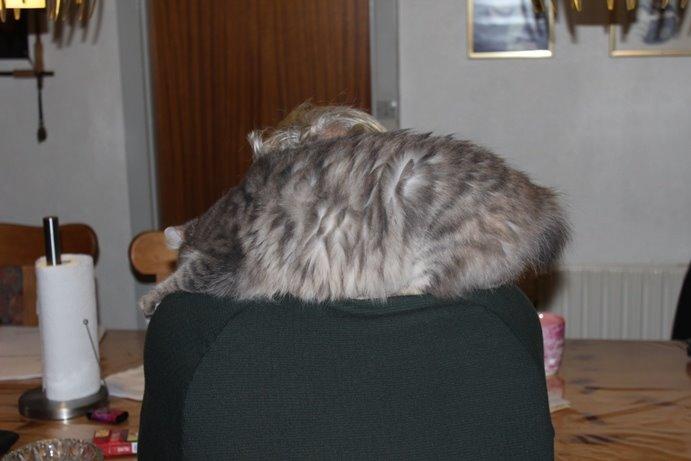 Kurilean Bobtail Stella - IC. Stella Zolotaya Seredina RU billede 6