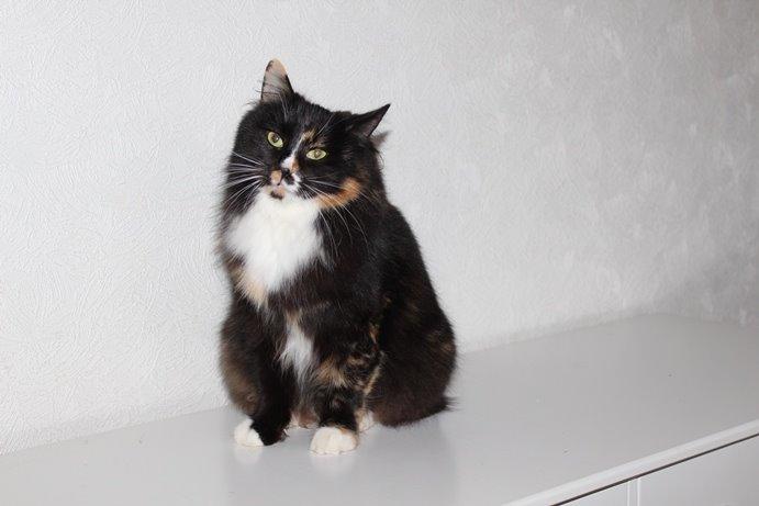 Kurilean Bobtail Nika - CH. Brusnika Pride Amour * RU billede 5