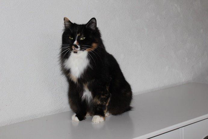 Kurilean Bobtail Nika - CH. Brusnika Pride Amour * RU billede 8