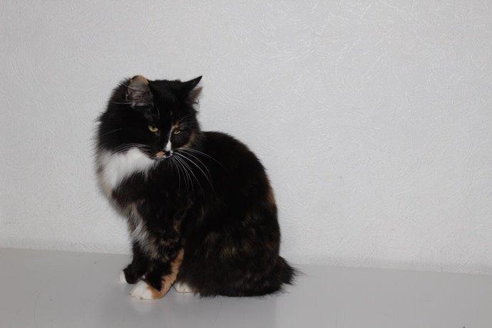 Kurilean Bobtail Nika - CH. Brusnika Pride Amour * RU billede 6