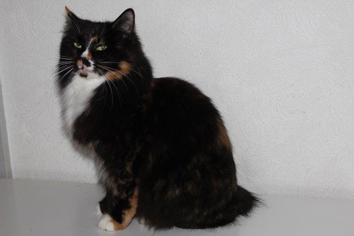 Kurilean Bobtail Nika - CH. Brusnika Pride Amour * RU billede 7