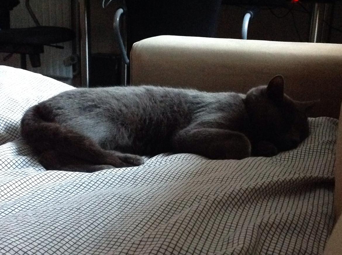 Huskat Luna billede 6