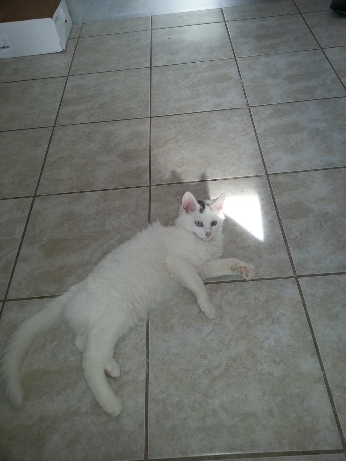 Blanding af racer Dave billede 4