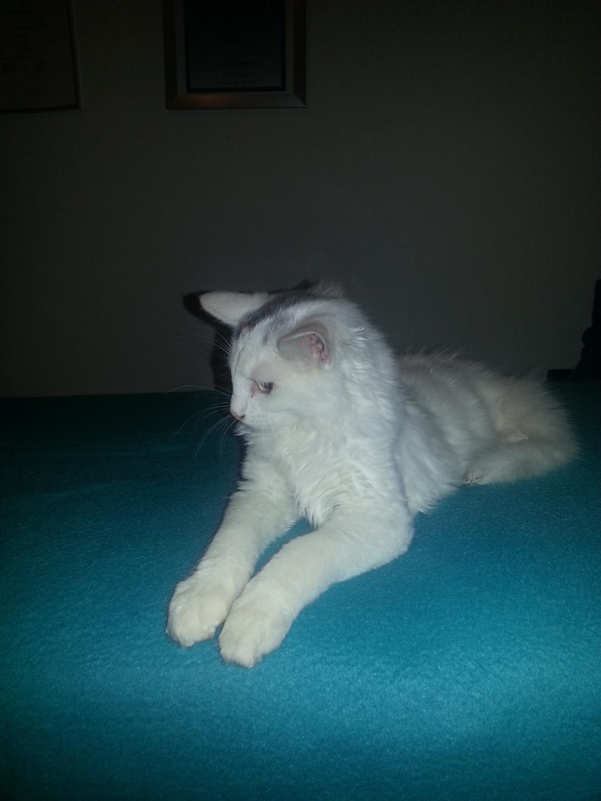 Blanding af racer Dave billede 5