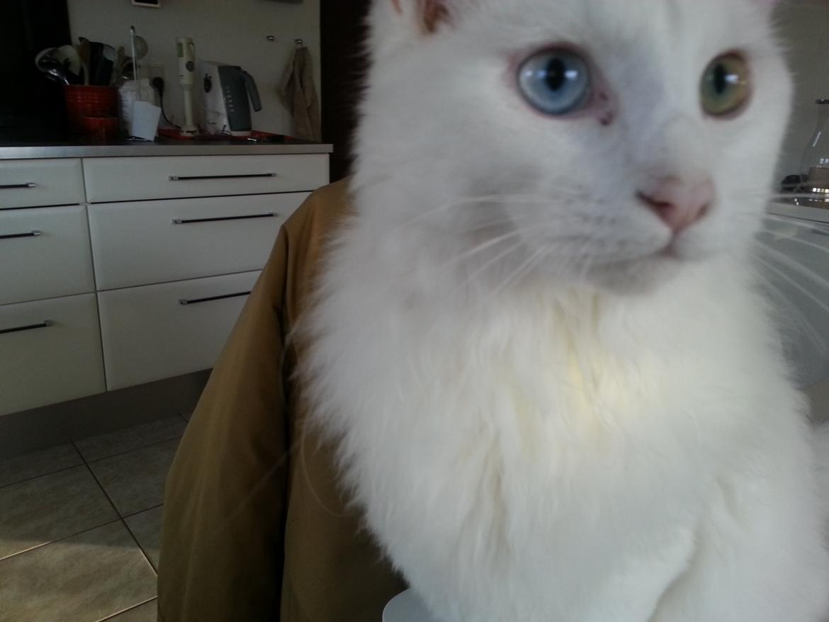 Blanding af racer Dave billede 6