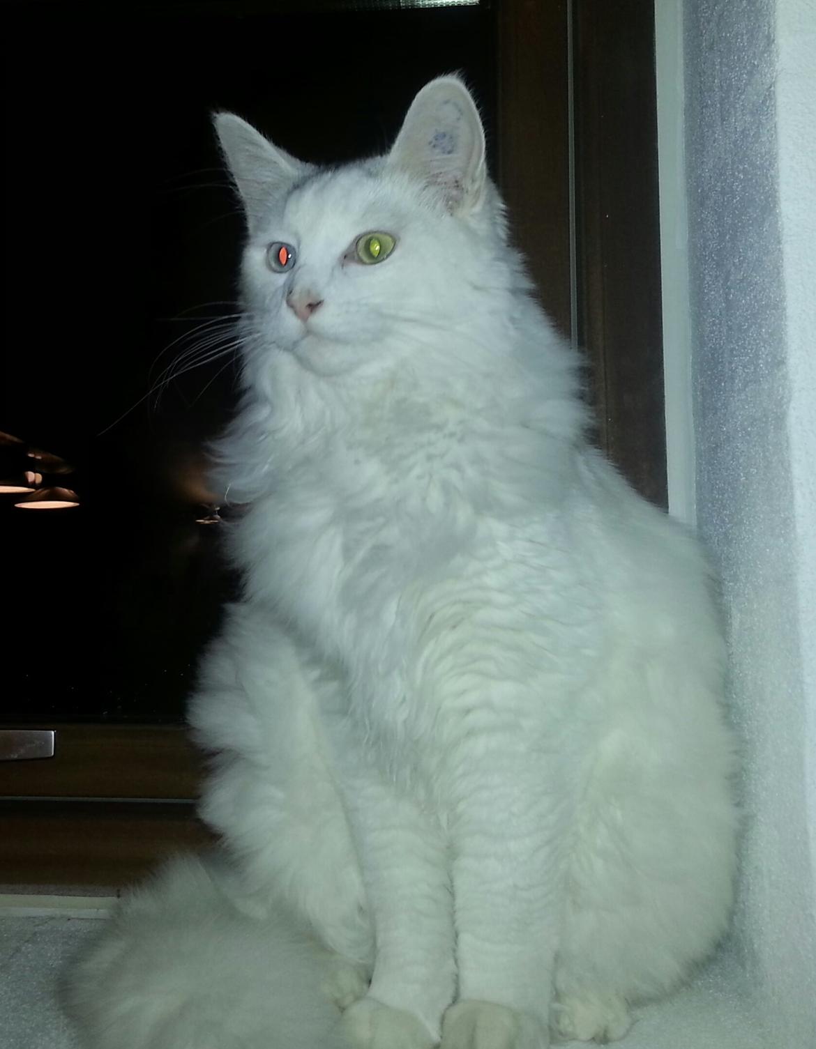 Blanding af racer Dave billede 1